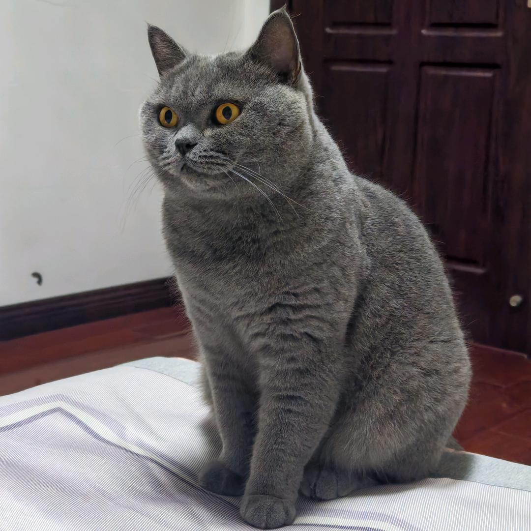猫奴孙姐