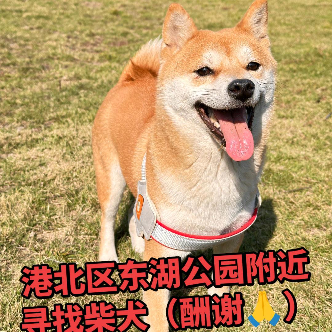 港北区东湖公园—急寻柴犬（有酬🙏