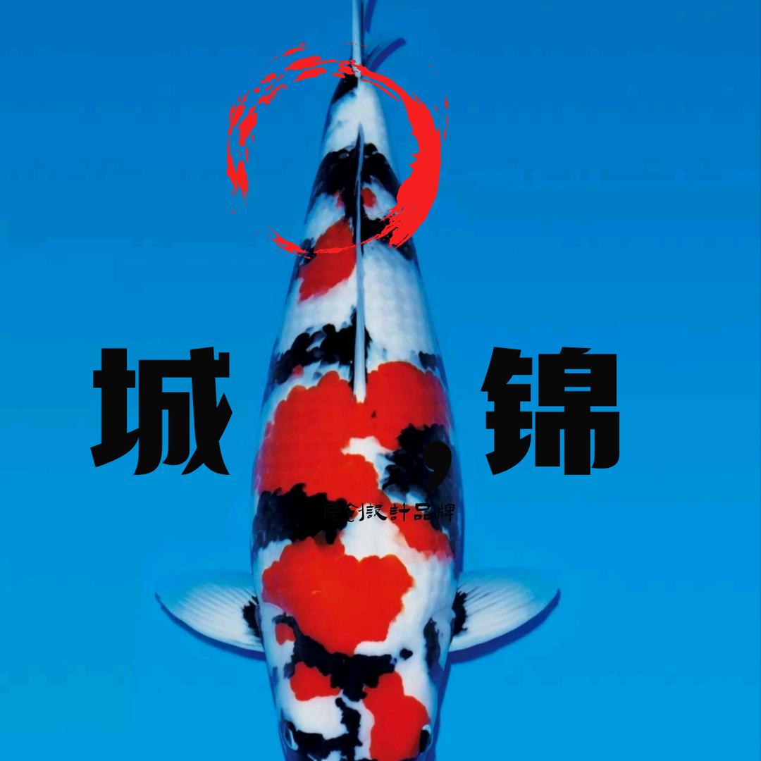 城锦观赏鱼