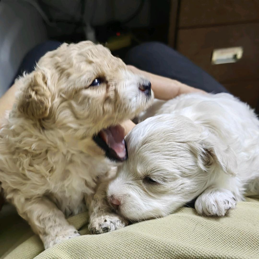 二多糖乐蛋花茶宝