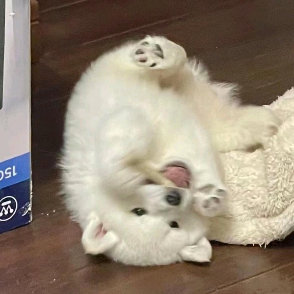 林小鱼.