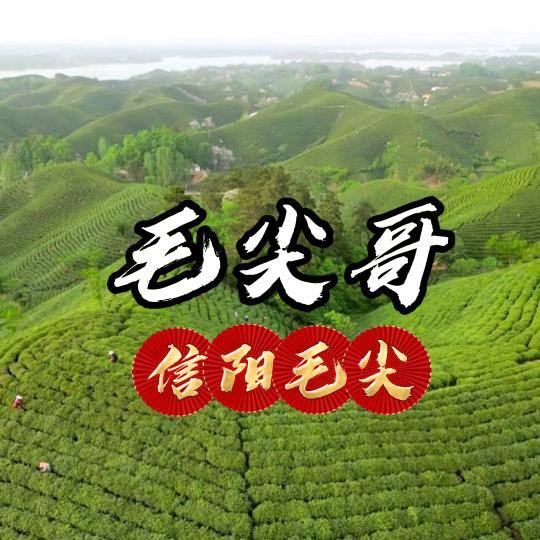 毛尖哥2号店【信阳毛尖】