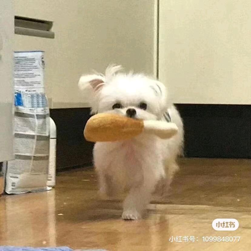 高老庄战神.