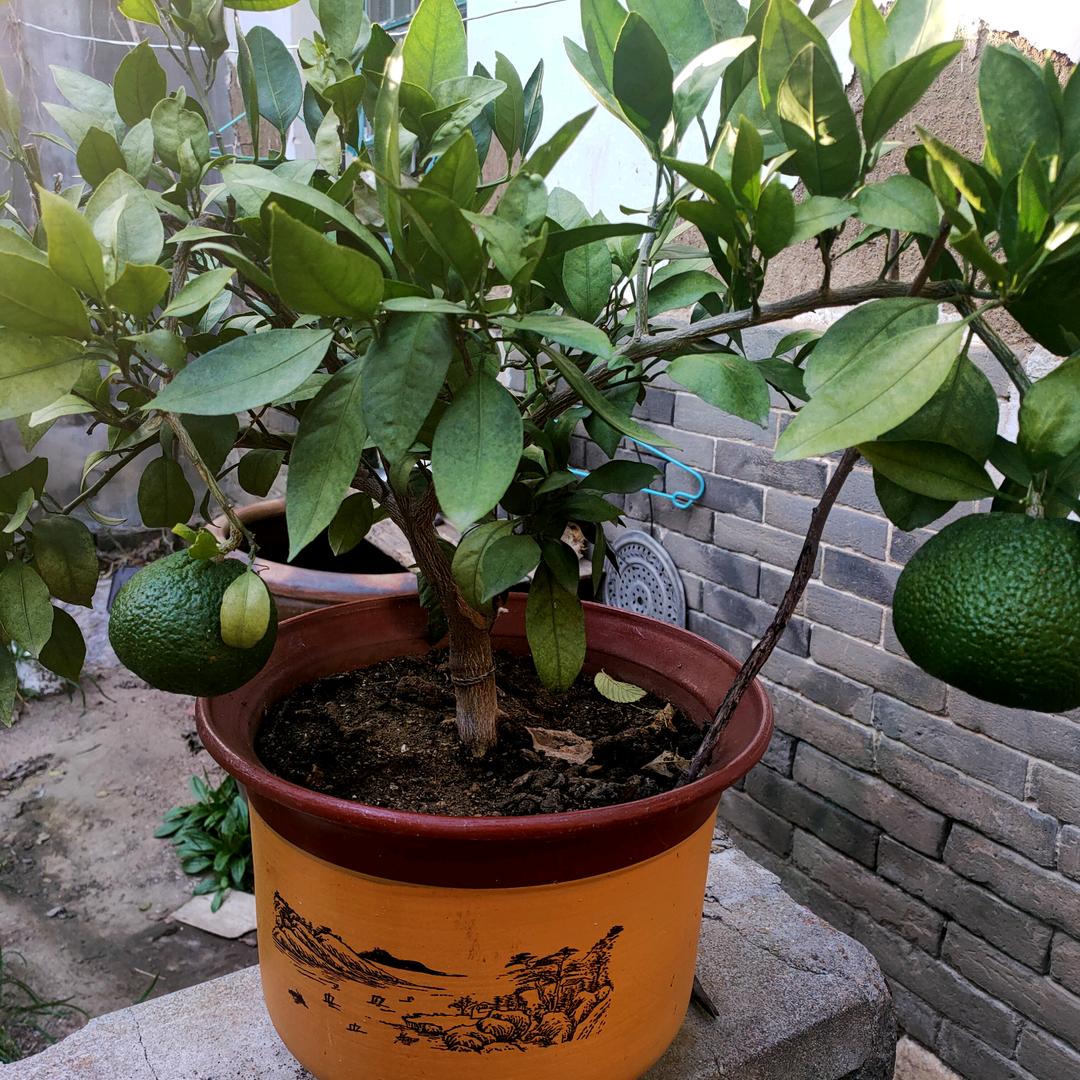 小满懂事