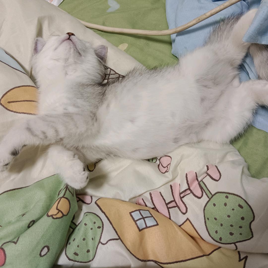 九月是只猫