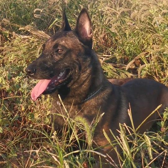 赛虎训犬（接外训）