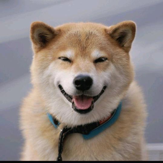 老奶狗观影