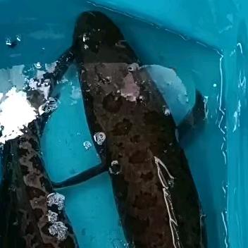 牛哥