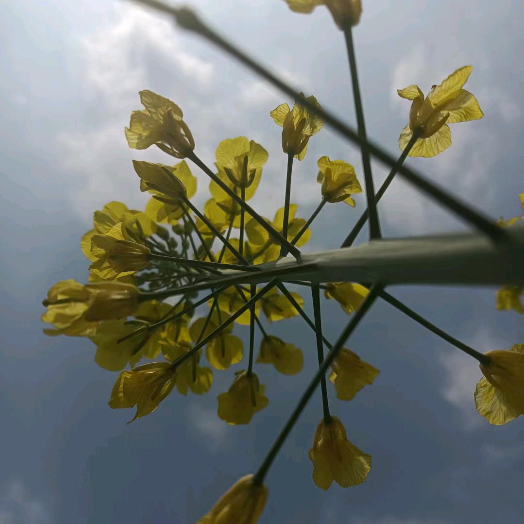 盛开的油菜花