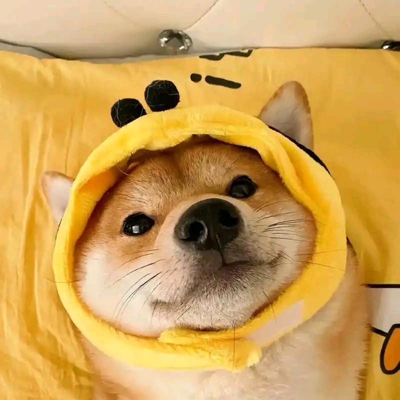 马老二养狗