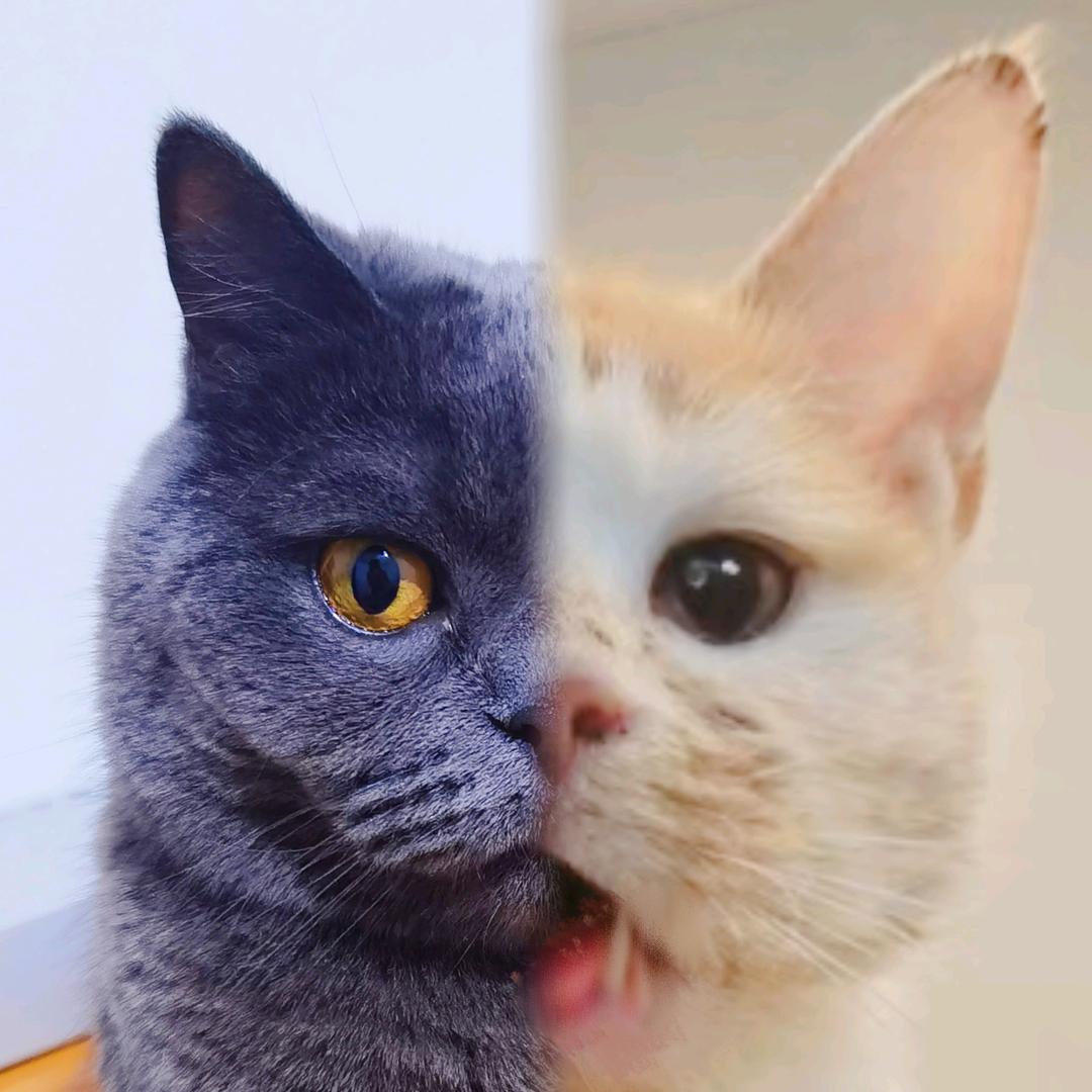 按时撸   罗小黑🐱    尹小橘🍊