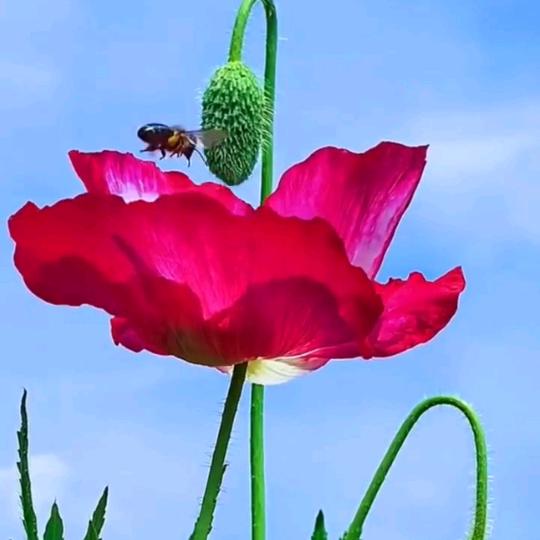 花🌺