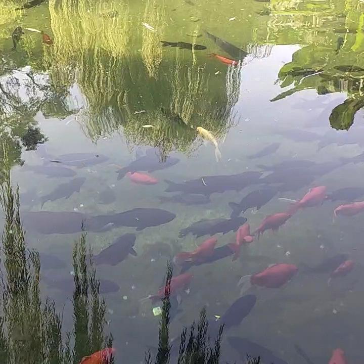 新号