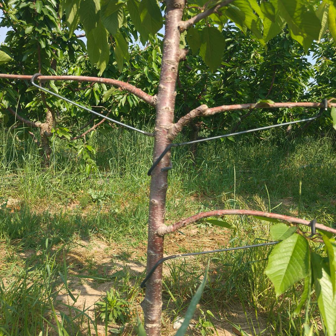 园林好物推荐官-小刘