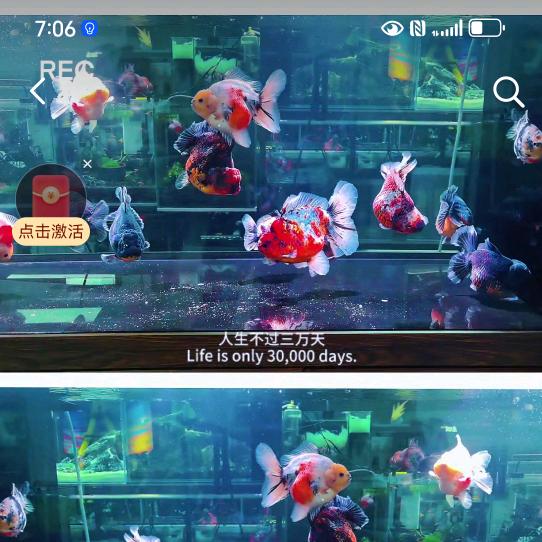 游扬宠物