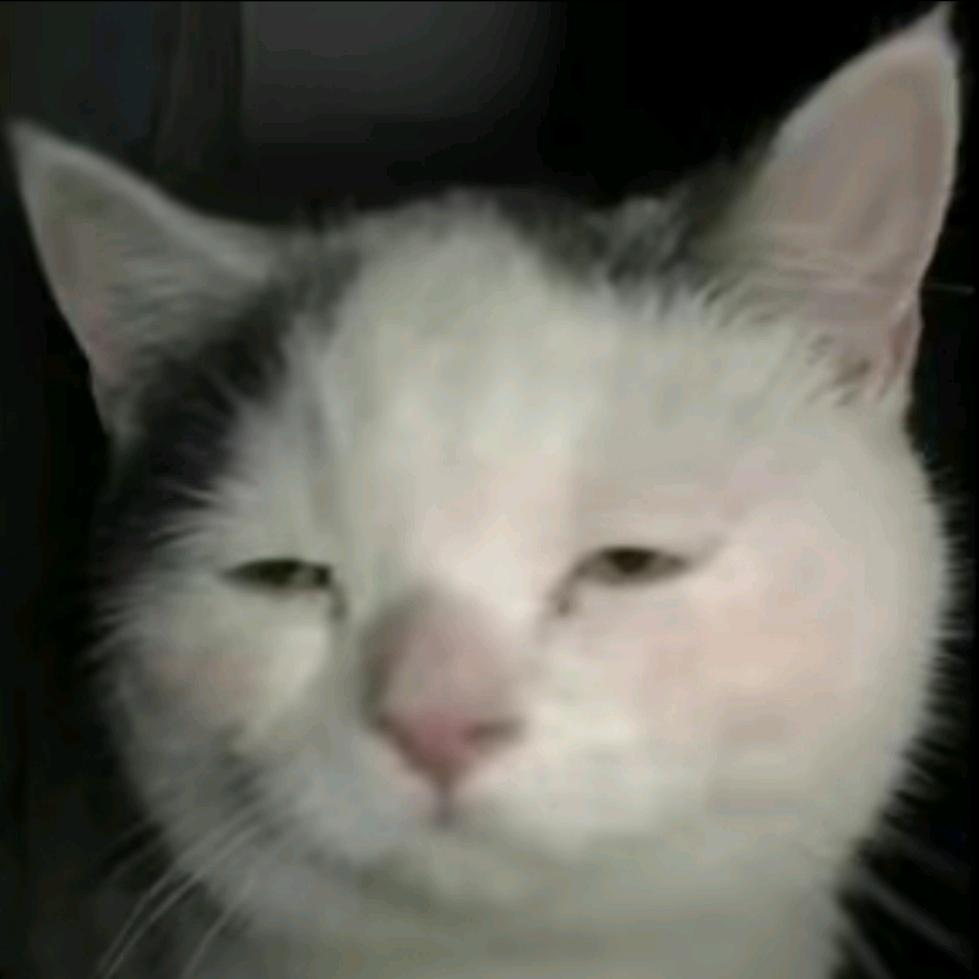 忧郁猫猫头