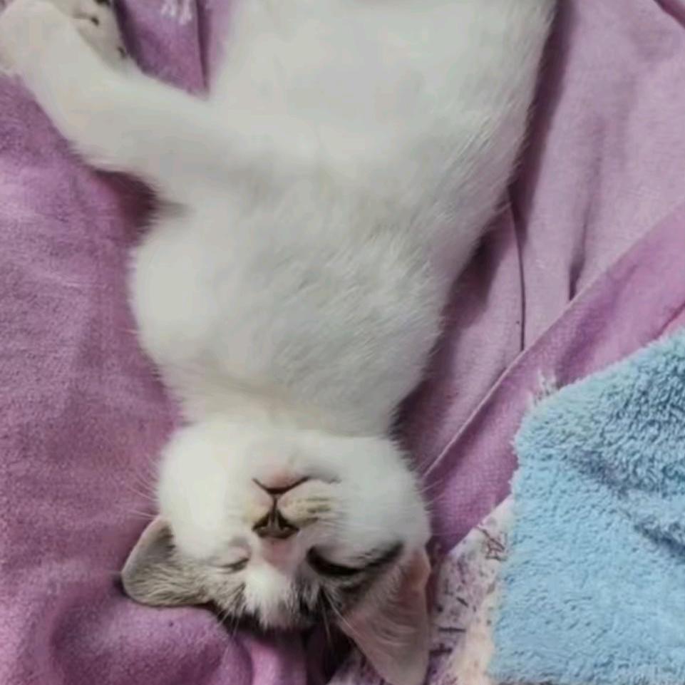 咪织睡
