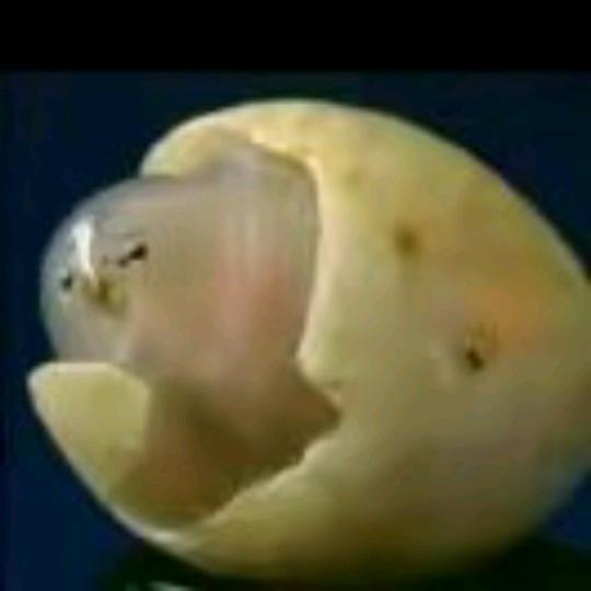 梁哥