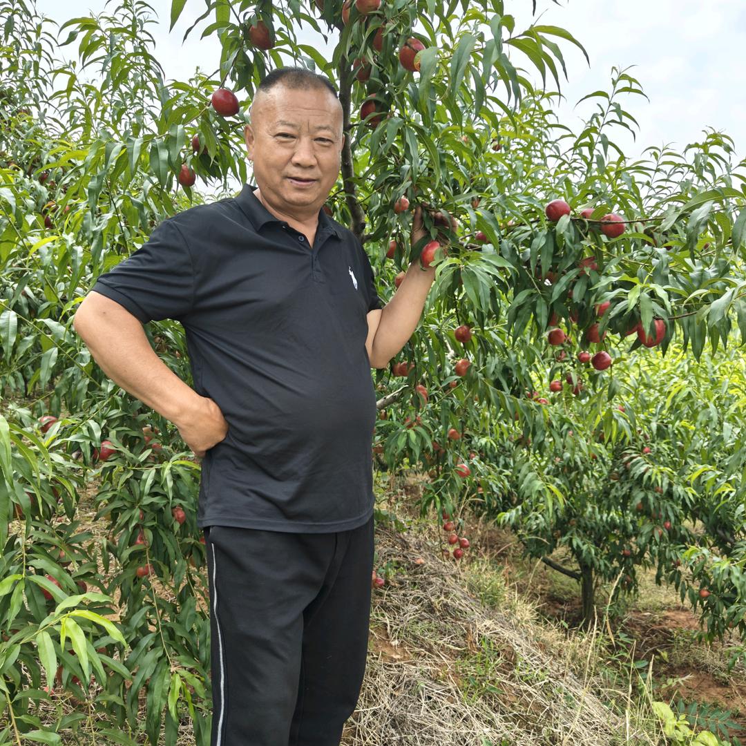 黄老湾桃园采摘  黄海波