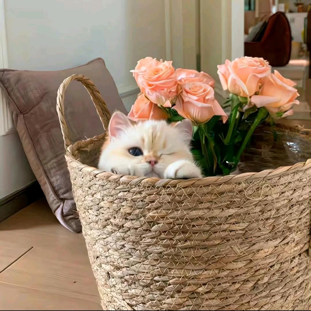 可以可以哈