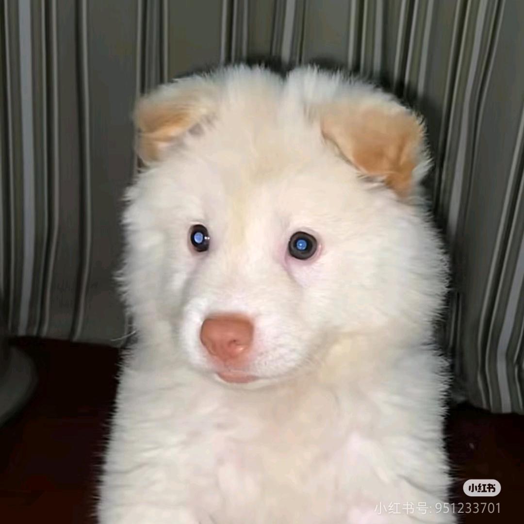 陆成江（乱煎炒的死了）