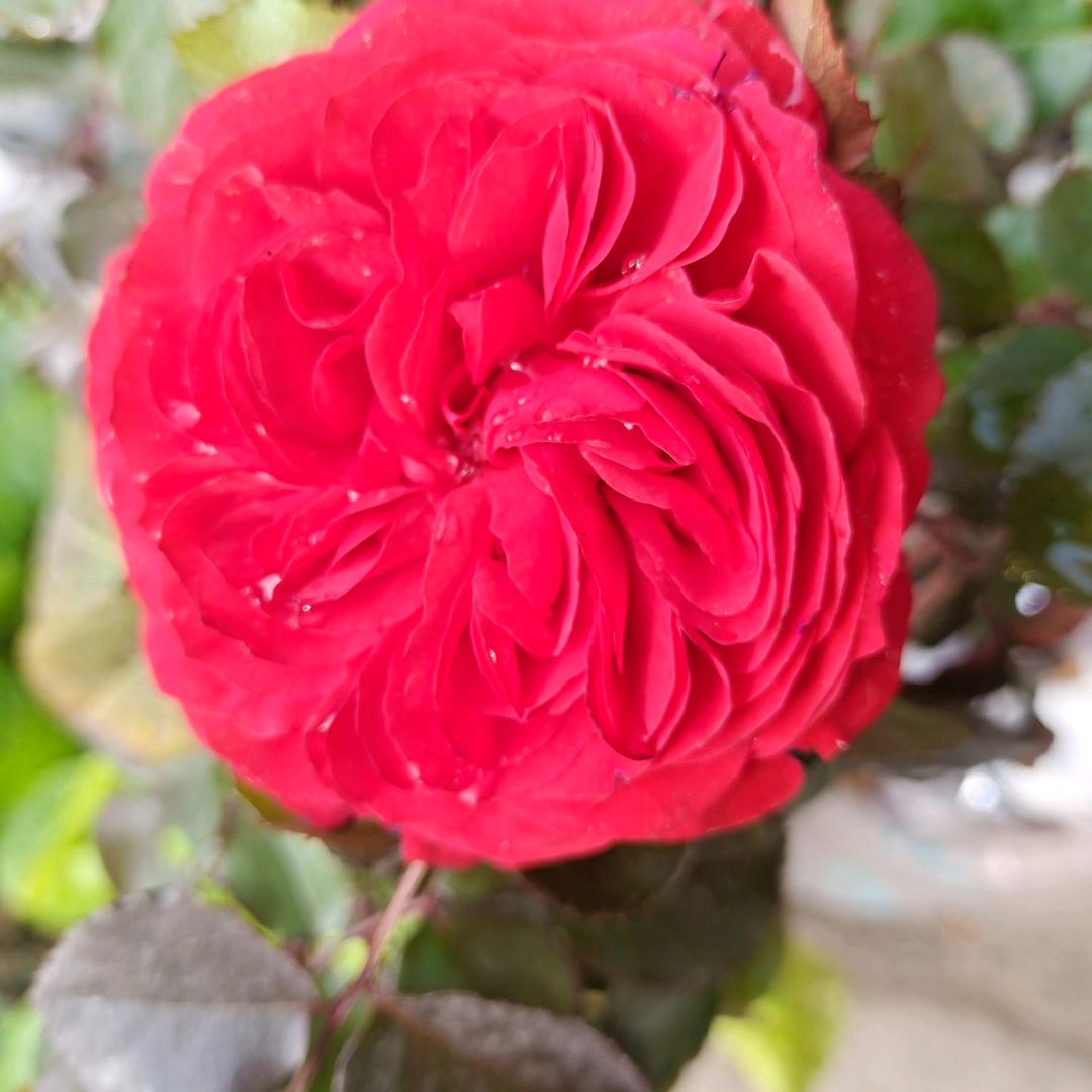 陈家芳