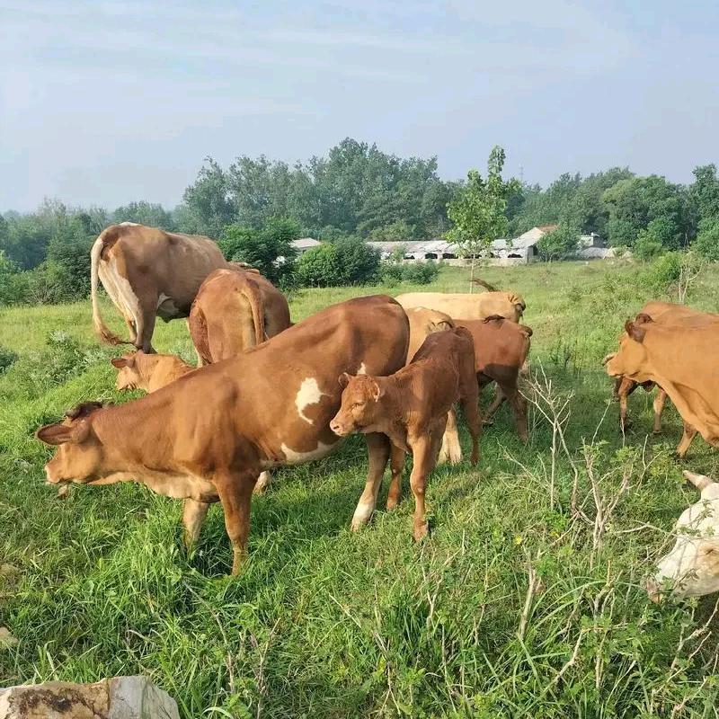 @专做潮汕牛肉火锅（啊杰）