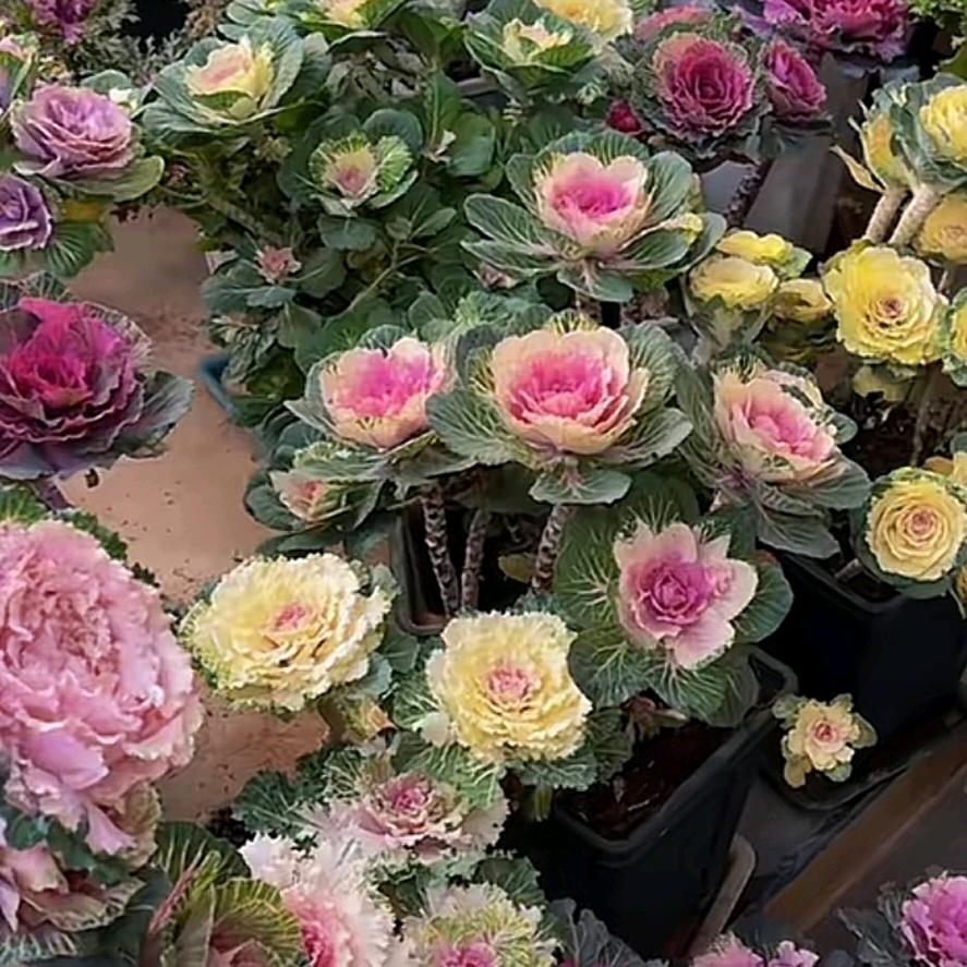 彤彤多肉植物园