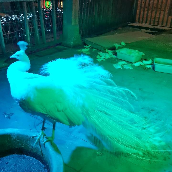 周阿姨