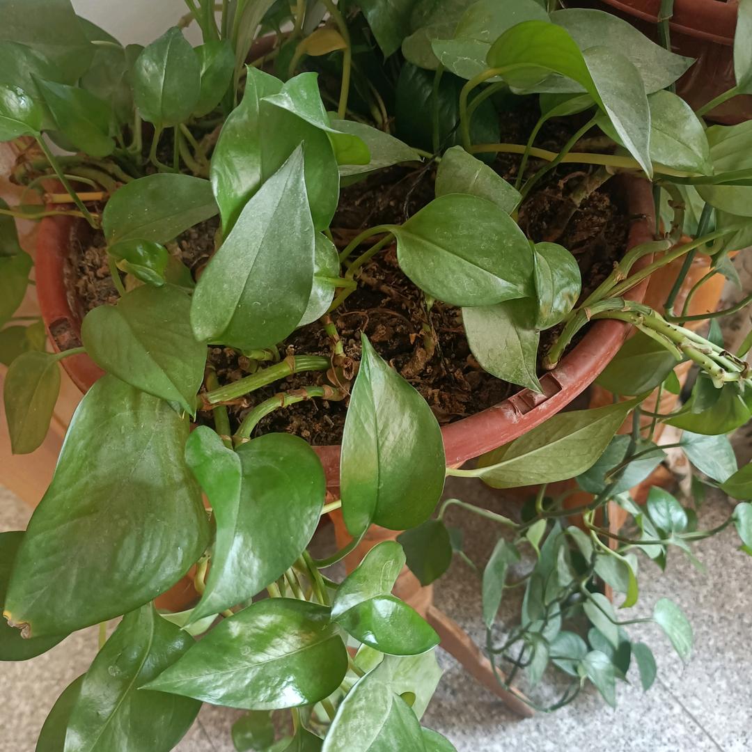 飞头像