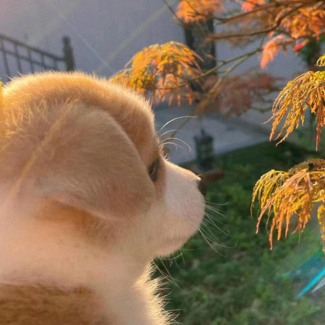 梅菜扣肉
