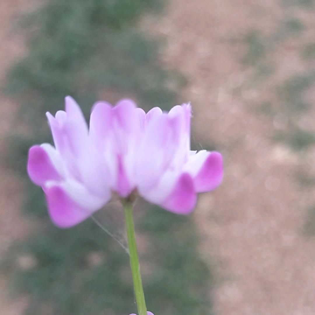 迷茫