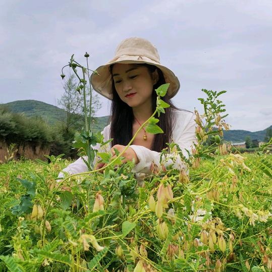 岷县药农·谷主