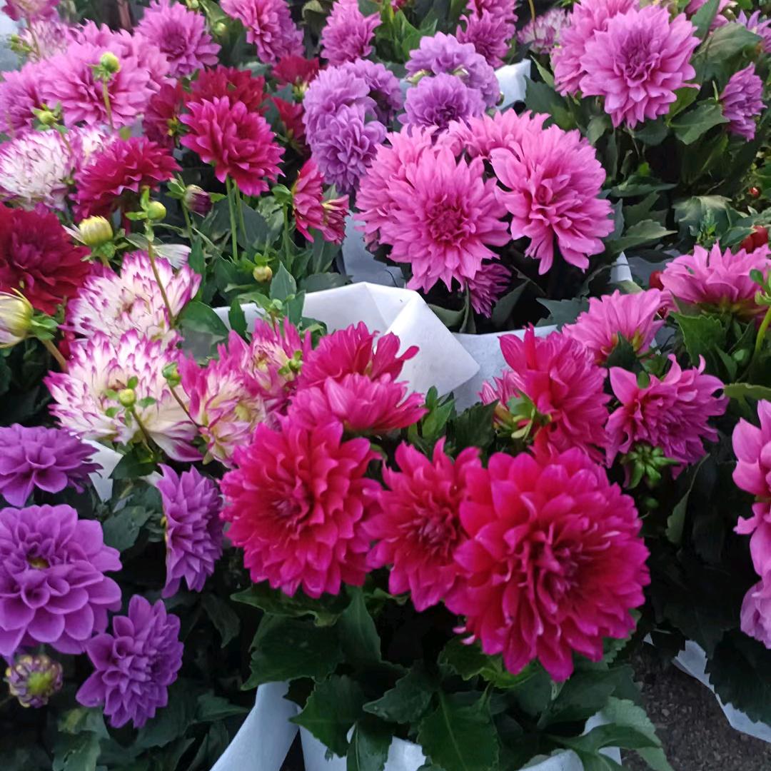 ：ƪ(˘⌣˘)ʃ优雅