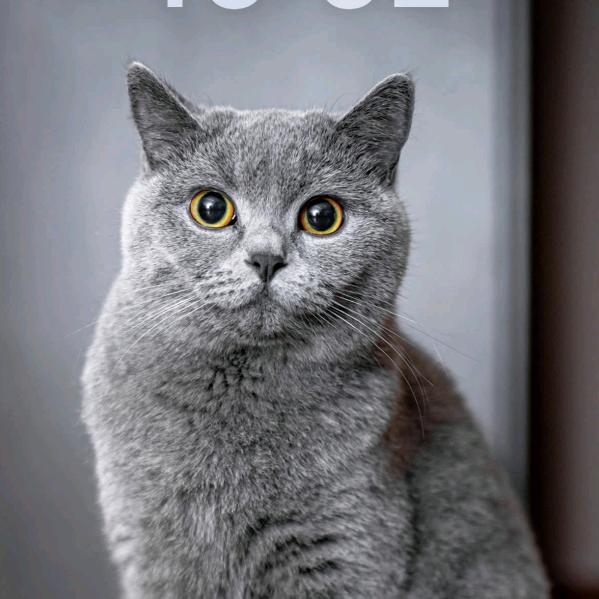 猫哥