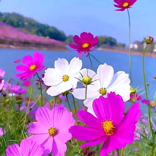 星海.好运来🌹