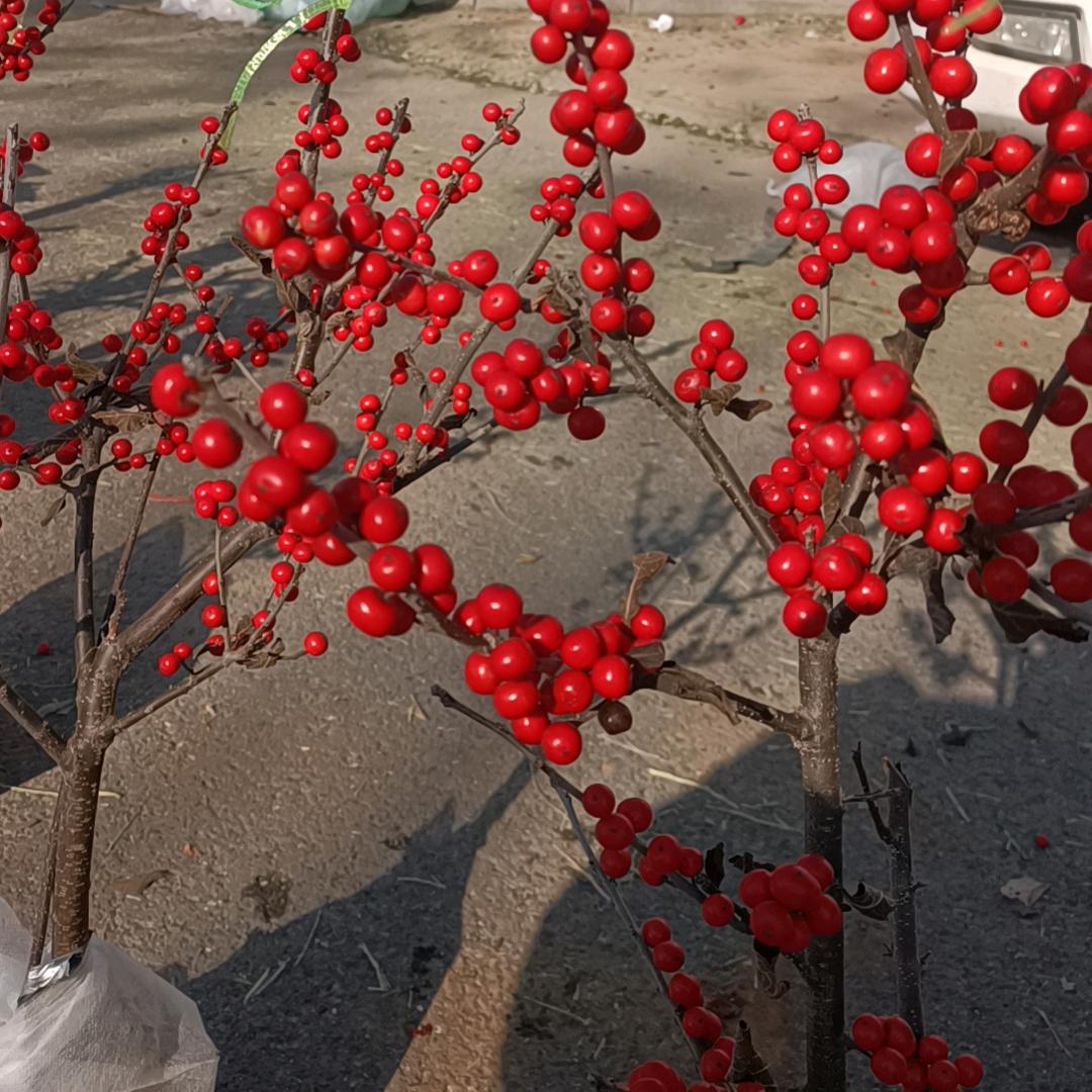 王先森