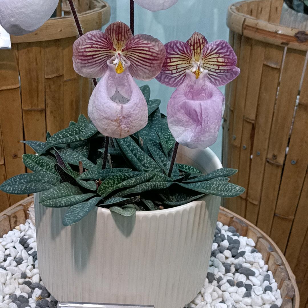 萤火虫。