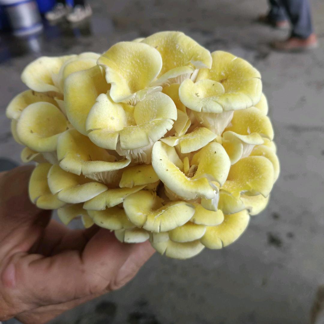 鸭子哥酱鸭