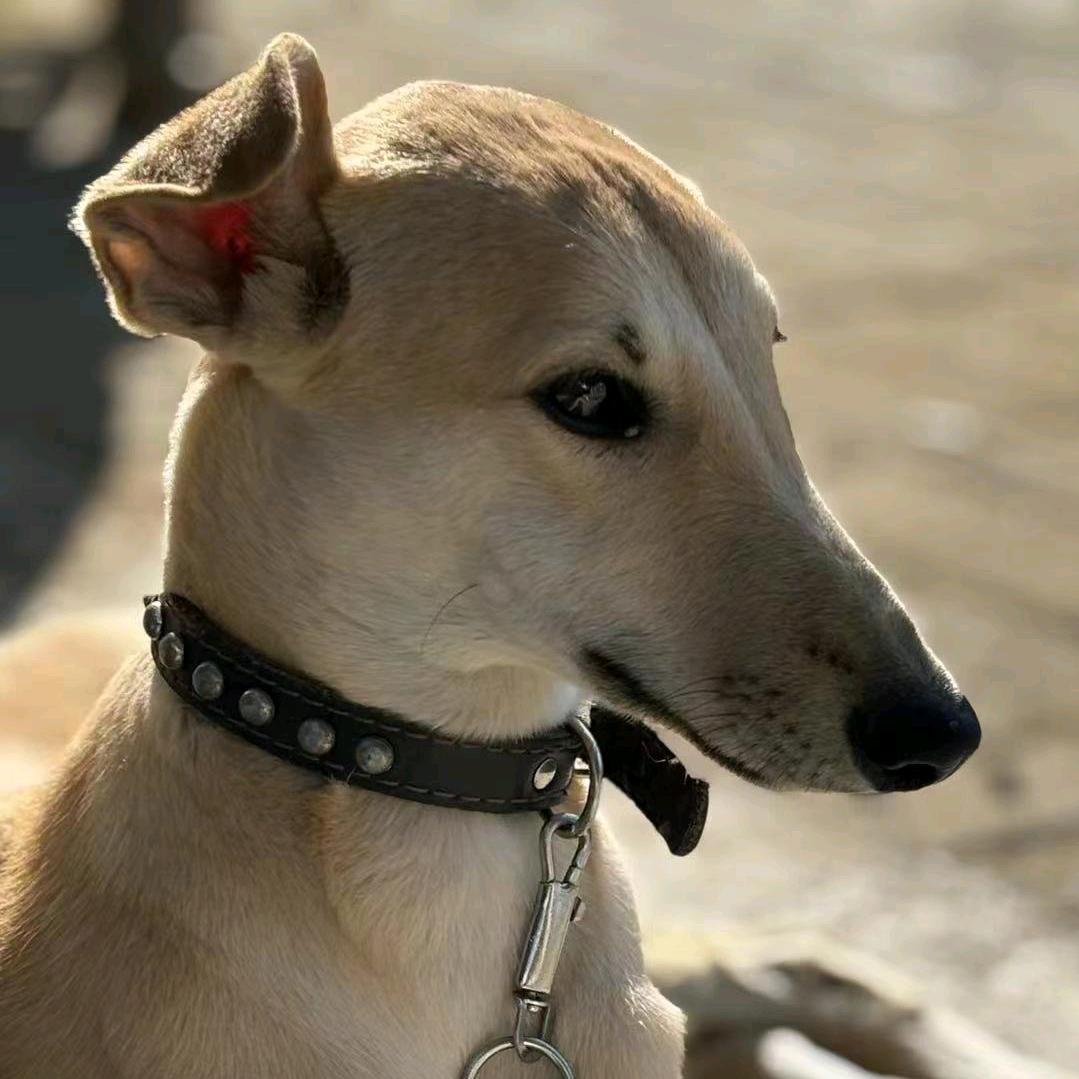 爱钓鱼🎣的～（户外）养狗人