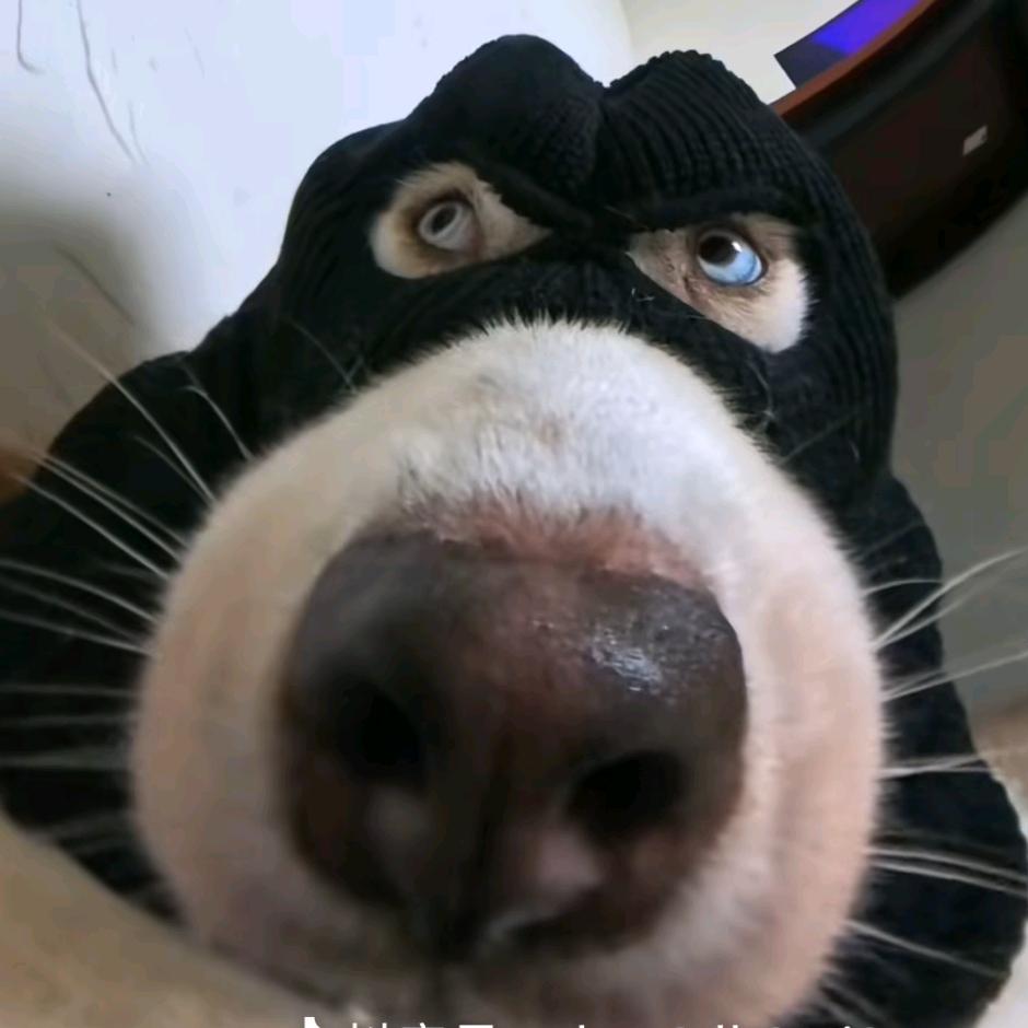 西格玛狗蛋