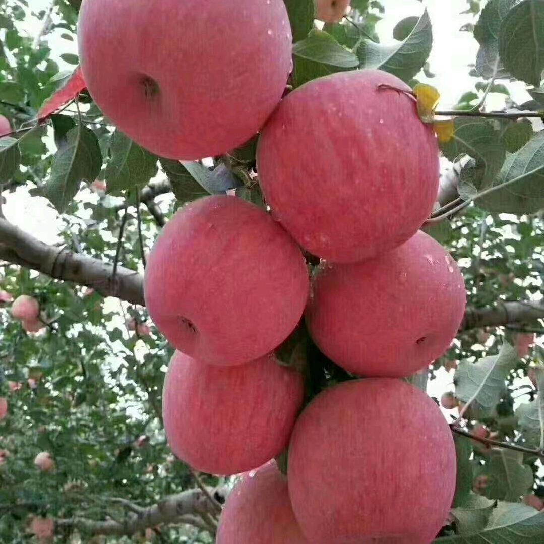 神鹰