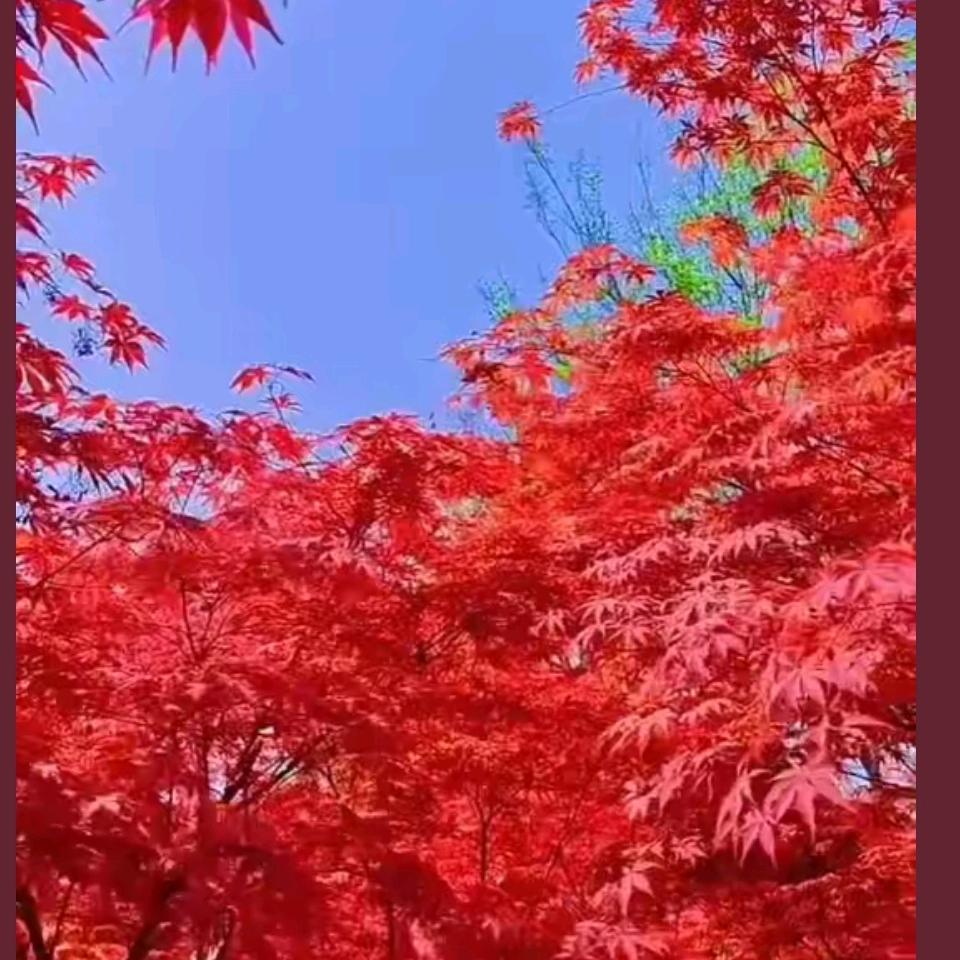 星魂