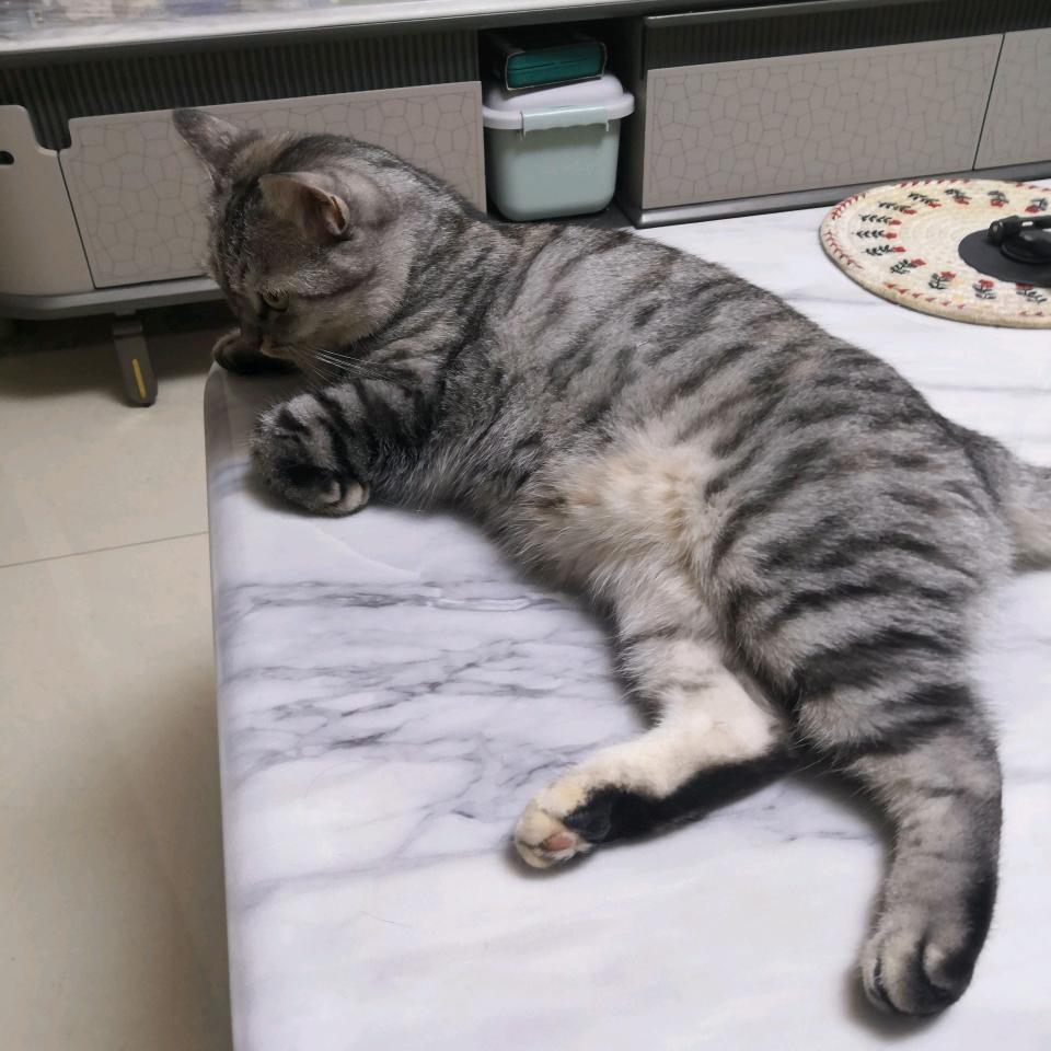 猪咪