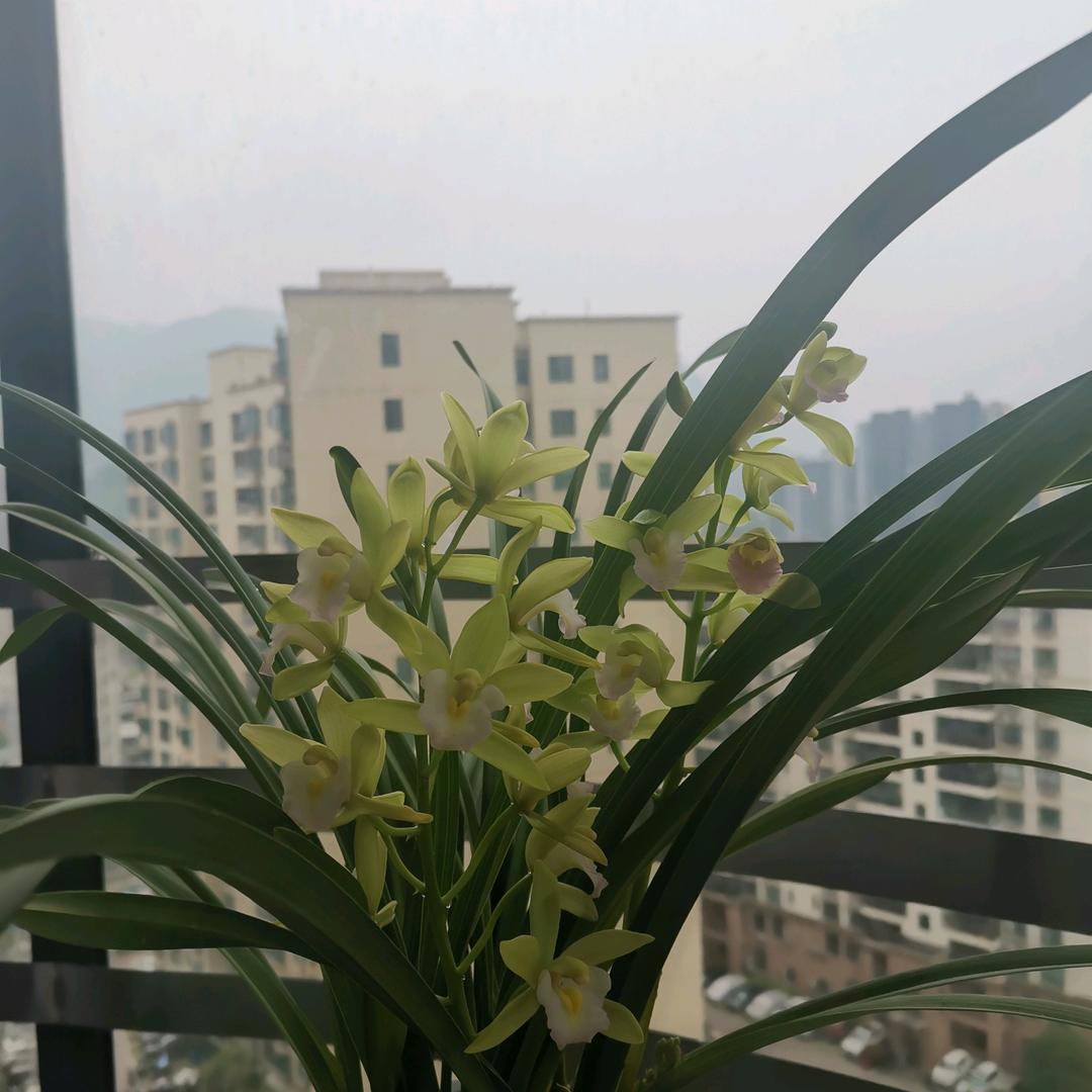 白虎龙