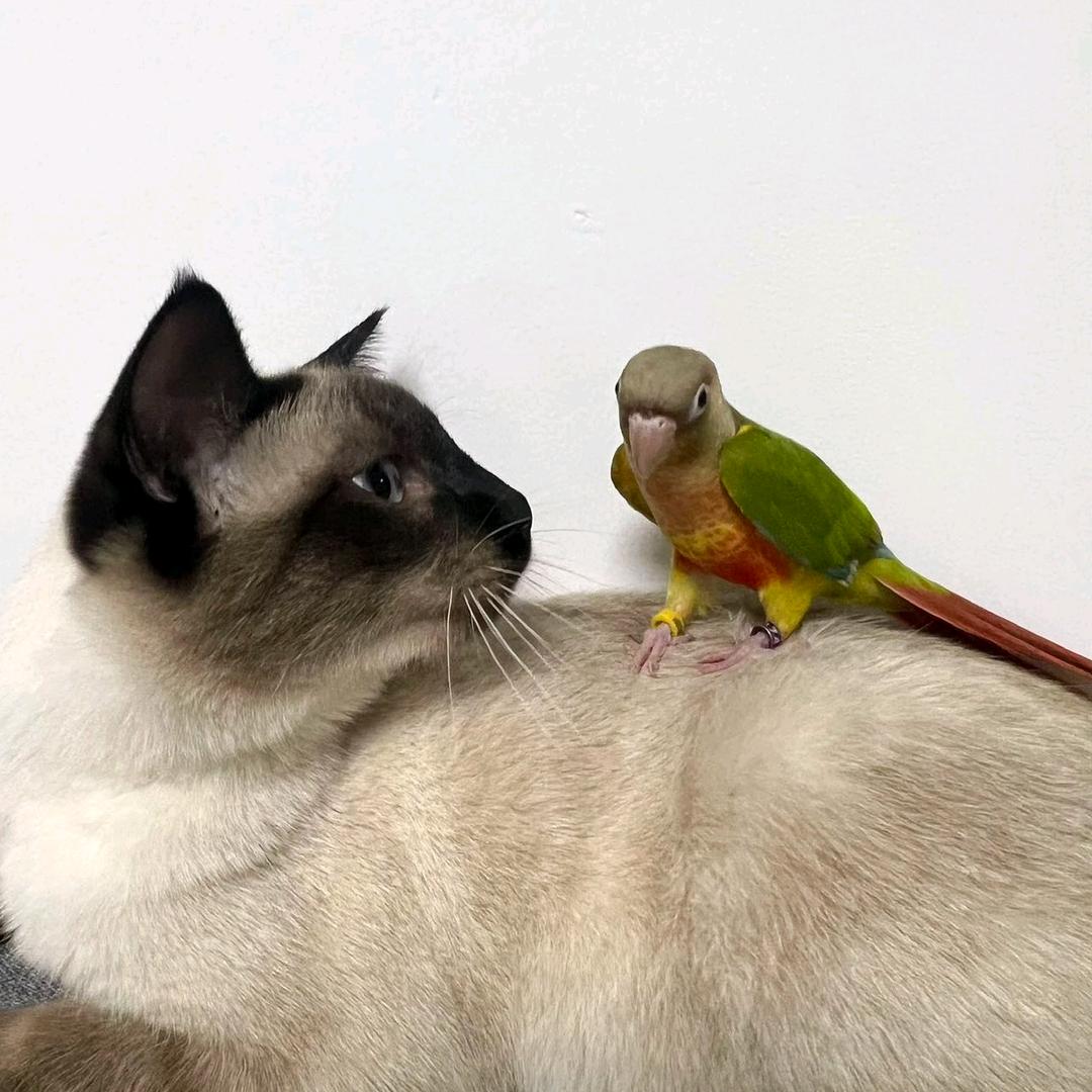 蓉