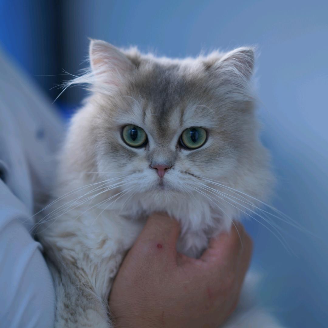 猫盾