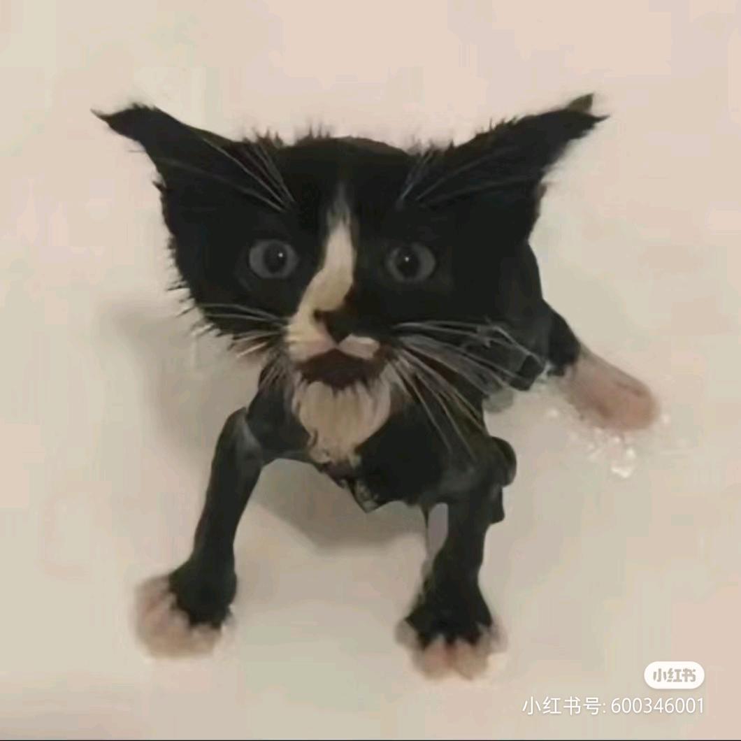 苹苹狗（接描单）