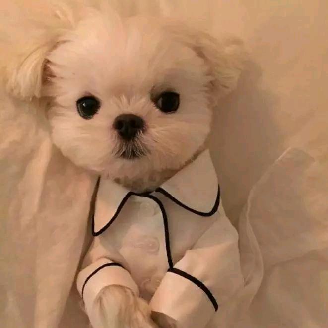 广东犬舍精品展