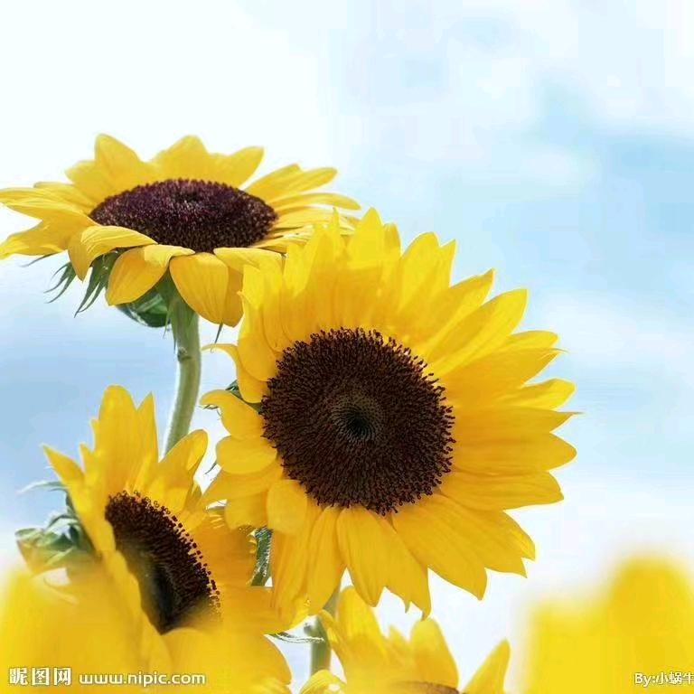 未来小富婆🌸.（梅子）
